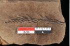 Foto (Detailansicht) von Taxodium distichum miocenicum Heer (NHMW-GEO-2024-0188-0190a)